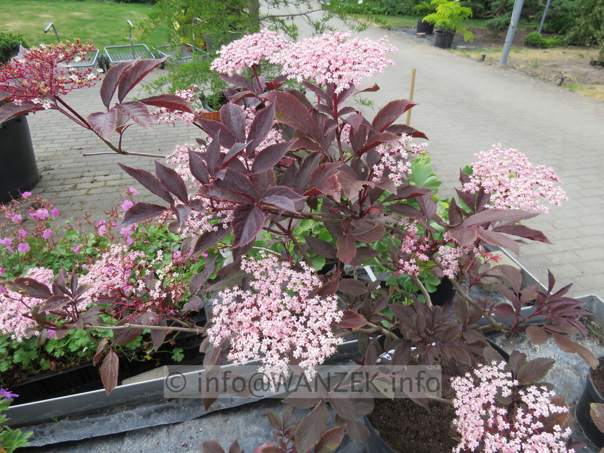 Sambucus nigra Black Beauty 01.JPG